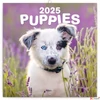 Kép 1/2 - Falinaptár 2025 Puppies lemeznaptár 30×30cm Realsystem 2025 kollekció!