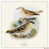 Kép 10/14 - Falinaptár 2026 Birds in Art 6097-BI lemeznaptár 30x30 cm Realsystem 2026 kollekció!