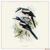 Kép 11/14 - Falinaptár 2026 Birds in Art 6097-BI lemeznaptár 30x30 cm Realsystem 2026 kollekció!