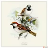 Kép 12/14 - Falinaptár 2026 Birds in Art 6097-BI lemeznaptár 30x30 cm Realsystem 2026 kollekció!