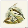 Kép 5/14 - Falinaptár 2026 Birds in Art 6097-BI lemeznaptár 30x30 cm Realsystem 2026 kollekció!