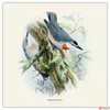 Kép 6/14 - Falinaptár 2026 Birds in Art 6097-BI lemeznaptár 30x30 cm Realsystem 2026 kollekció!