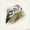 Kép 8/14 - Falinaptár 2026 Birds in Art 6097-BI lemeznaptár 30x30 cm Realsystem 2026 kollekció!