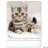 Kép 2/13 - Falinaptár 2026 Cats 6087-CA spirálos 30×34cm Realsystem 2026 kollekció!