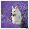 Kép 8/14 - Falinaptár 2026 Dogs lemeznaptár 30×30cm Realsystem 2026 kollekció!