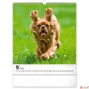 Kép 10/13 - Falinaptár 2026 Dogs 6087-DO spirálos 30×34cm Realsystem 2026 kollekció!