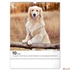 Kép 11/13 - Falinaptár 2026 Dogs 6087-DO spirálos 30×34cm Realsystem 2026 kollekció!
