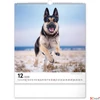 Kép 13/13 - Falinaptár 2026 Dogs 6087-DO spirálos 30×34cm Realsystem 2026 kollekció!