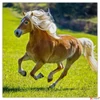Kép 8/14 - Falinaptár 2026 Horses lemeznaptár 30×30cm Realsystem 2026 kollekció!