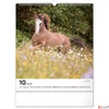 Kép 11/13 - Falinaptár 2026 Horses 6087-HO spirálos 30×34cm Realsystem 2026 kollekció!
