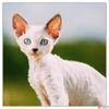 Kép 12/15 - Falinaptár 2026 Kittens 6097-KI lemeznaptár 30×30cm Realsystem 2026 kollekció!