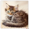 Kép 6/15 - Falinaptár 2026 Kittens 6097-KI lemeznaptár 30×30cm Realsystem 2026 kollekció!