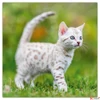 Kép 8/14 - Falinaptár 2026 Kittens lemeznaptár 30×30cm Realsystem 2026 kollekció!