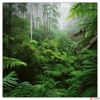 Kép 8/14 - Falinaptár 2026 Lemeznaptár Amazing Rainforest  30×30cm Realsystem 2026 kollekció!