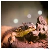Kép 12/14 - Falinaptár 2026 Lizards lemeznaptár 30×30cm Realsystem 2026 kollekció!