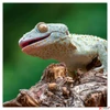 Kép 6/14 - Falinaptár 2026 Lizards lemeznaptár 30×30cm Realsystem 2026 kollekció!