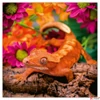 Kép 8/14 - Falinaptár 2026 Lizards lemeznaptár 30×30cm Realsystem 2026 kollekció!