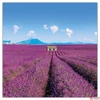 Kép 8/13 - Falinaptár 2026 Provence illatos lemeznaptár 30×30cm Realsystem 2026 kollekció!