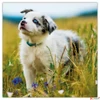 Kép 10/14 - Falinaptár 2026 Puppies lemeznaptár 30×30cm Realsystem 2026 kollekció!