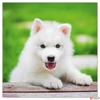 Kép 7/14 - Falinaptár 2026 Puppies lemeznaptár 30×30cm Realsystem 2026 kollekció!