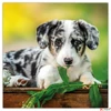 Kép 9/14 - Falinaptár 2026 Puppies lemeznaptár 30×30cm Realsystem 2026 kollekció!