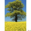 Kép 7/13 - Falinaptár 2026 T091 Trees Toptimer 2026 kollekció!