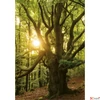 Kép 8/13 - Falinaptár 2026 T091 Trees Toptimer 2026 kollekció!