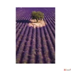 Kép 10/13 - Falinaptár 2026 T092 Provence Toptimer 2026 kollekció!