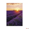 Kép 8/13 - Falinaptár 2026 T092 Provence Toptimer 2026 kollekció!