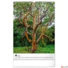 Kép 5/13 - Falinaptár 2026 Trees spirálos 33×46cm Realsystem 2026 kollekció!