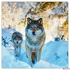Kép 4/14 - Falinaptár 2026 Wild Animals lemeznaptár 30×30cm Realsystem 2026 kollekció!