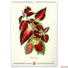 Kép 11/13 - Falinaptár Vintage Posters – H spirálos 33 × 46 cm Realsystem 2026 kollekció!