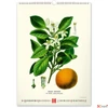 Kép 9/13 - Falinaptár Vintage Posters – H spirálos 33 × 46 cm Realsystem 2026 kollekció!