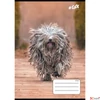 Kép 1/2 - Füzet 27-32 A5 kockás 32 Lap, Cool By Victoria Dogs