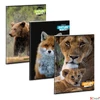 Kép 1/2 - Füzet 80-40 A4 sima Ars Una Extra kapcsos Spirit of Nature (5422)24 53804228 A/4 sima füzet 40lapos 75gr-os