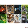 Kép 1/2 - Füzet A4 Blasetti kockás 100G 38Lap Animali100 7861