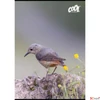 Kép 1/2 - Füzet A4 vonalas 80 lapos Cool by Victoria Birds