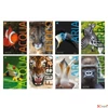 Kép 1/2 - Füzet A4 vonalas Blasetti 100g 38lap Animali 100