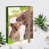 Kép 3/3 - Füzetbox A4 Ars Una 25 Icons Of The Wild-Lions (5504) 25 oroszl 50855049