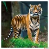 Kép 11/14 - Falinaptár 2026 Endangered Animals 6097-EA lemeznaptár 30×30cm Realsystem 2026 kollekció!