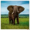 Kép 12/14 - Falinaptár 2026 Endangered Animals 6097-EA lemeznaptár 30×30cm Realsystem 2026 kollekció!