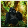 Kép 13/14 - Falinaptár 2026 Endangered Animals 6097-EA lemeznaptár 30×30cm Realsystem 2026 kollekció!