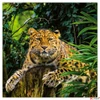 Kép 4/14 - Falinaptár 2026 Endangered Animals 6097-EA lemeznaptár 30×30cm Realsystem 2026 kollekció!