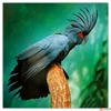 Kép 6/14 - Falinaptár 2026 Endangered Animals 6097-EA lemeznaptár 30×30cm Realsystem 2026 kollekció!