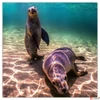 Kép 7/14 - Falinaptár 2026 Endangered Animals 6097-EA lemeznaptár 30×30cm Realsystem 2026 kollekció!