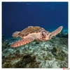 Kép 9/14 - Falinaptár 2026 Endangered Animals 6097-EA lemeznaptár 30×30cm Realsystem 2026 kollekció!