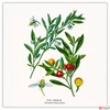 Kép 11/14 - Falinaptár 2026 Herbarium 6097-HE lemeznaptár 30×30cm Realsystem 2026 kollekció!