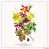 Kép 13/14 - Falinaptár 2026 Herbarium 6097-HE lemeznaptár 30×30cm Realsystem 2026 kollekció!