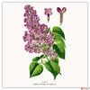 Kép 7/14 - Falinaptár 2026 Herbarium 6097-HE lemeznaptár 30×30cm Realsystem 2026 kollekció!