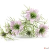 Kép 2/3 - Selyemvirág művirág pillangó Cosmos bipinnatus Jalisha purple 66cm kerti pillangó virág Holland SDDST5